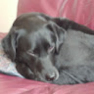 Meet your Posher, Thomas